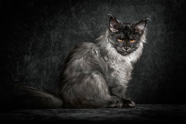 мейн-кун кошка кот черный пушистый взгляд фон