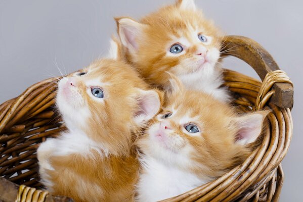 мейн-кун котята рыжие голубые глазки трио троица корзина
