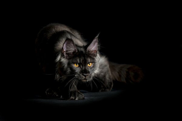 мейн-кун кот черный лохматый взгляд фон
