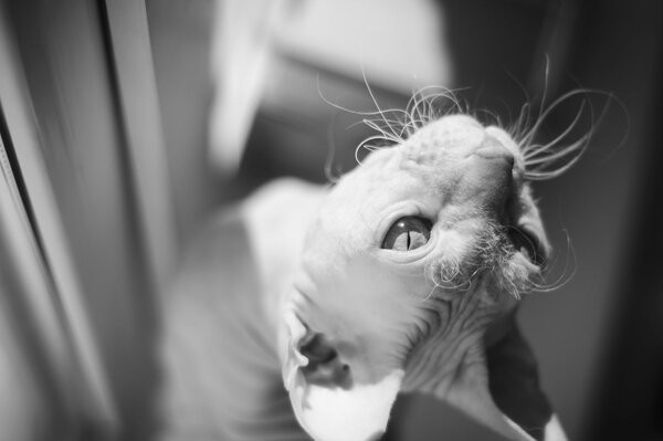 сфинкс кот черно-белое взгляд макро