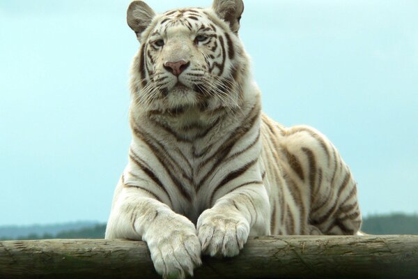 хищник белый тигр отдых