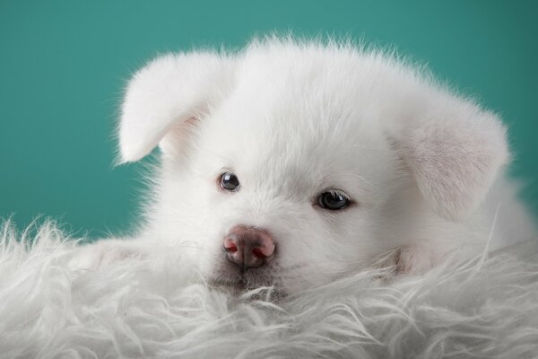 акита японская щенок белый портрет мордочка