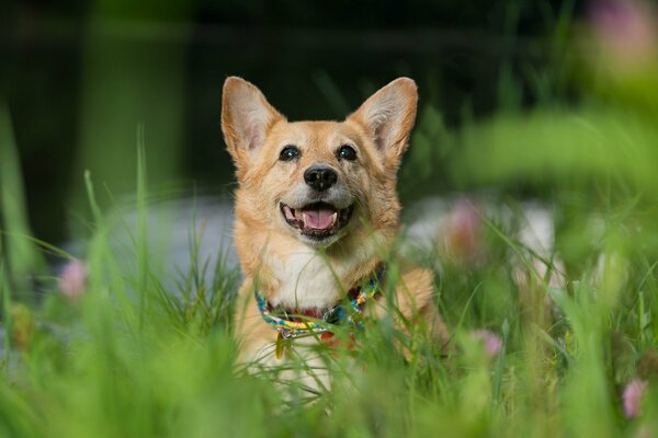 вельш-корги собака морда настроение трава