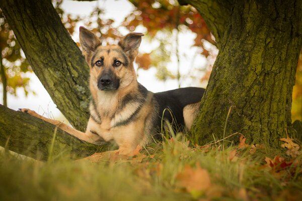 немецкая овчарка овчарка собака взгляд листья дерево