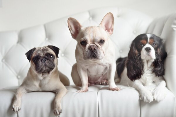 французский бульдог мопс спаниель собаки троица трио взгляд