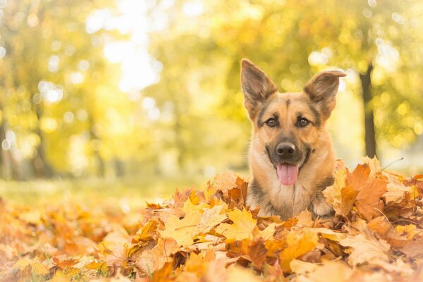 немецкая овчарка овчарка собака морда взгляд листья осень