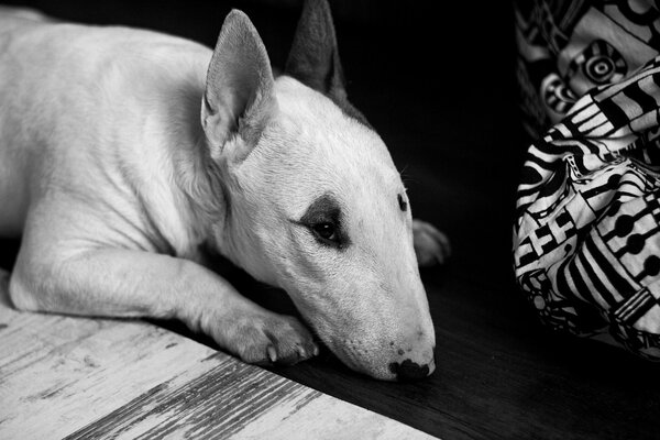 бультерьер черно-белый ч / б собака этаж лежащих существо зверь