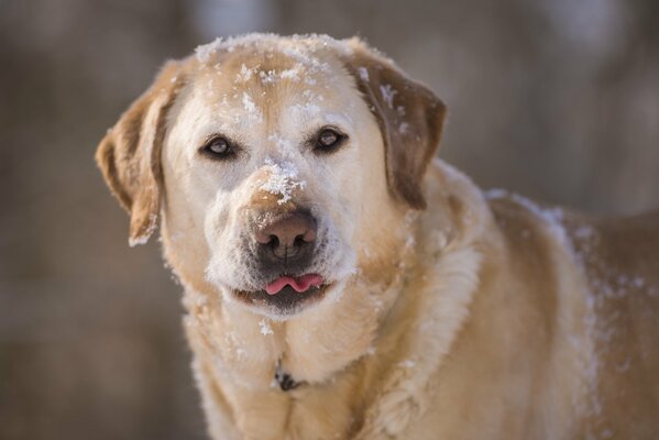 лабрадор-ретривер собака морда снег