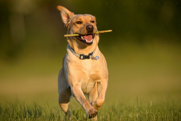 лабрадор-ретривер собака бег прогулка радость настроение