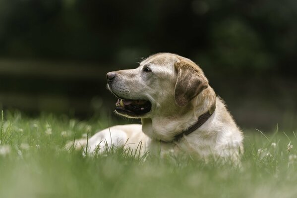 лабрадор-ретривер собака отдых трава