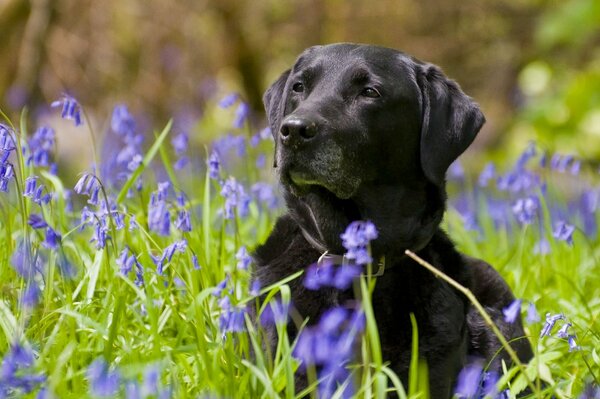 лабрадор-ретривер собака цветы колокольчики