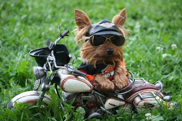 собака мотоцикл трава очки юмор йоркширский терьер футболка кепка солнцезащитные очки harley-davidson мотоциклетный шлем