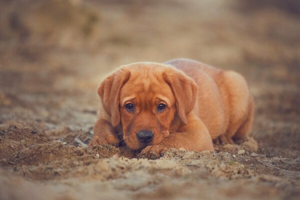 лабрадор-ретривер собака щенок взгляд песок