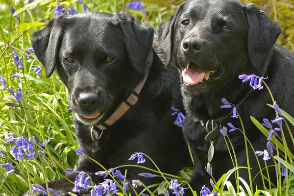 лабрадор-ретривер собаки парочка цветы колокольчики