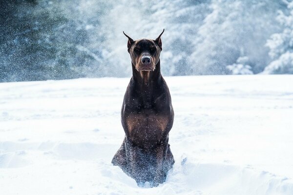 доберман собака снег зима