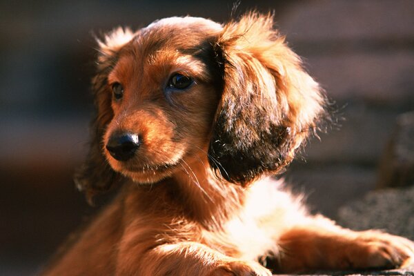 такса собака пес щенок морда уши солнце взгляд