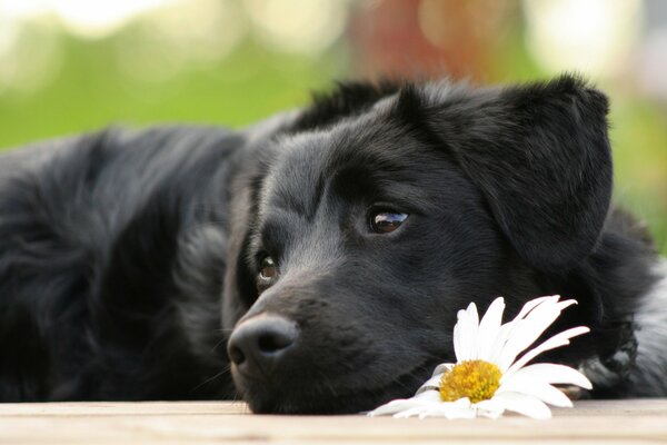 пес щенок ченрыш лежит грустный цветок ромашка