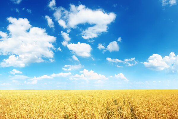 пшеница колосья поле нива равнина горизонт облака синева ясно солнечно лето