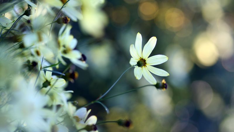 Ромашка, 4k, HD, цветы, белый (horizontal)