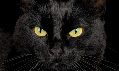 черная кошка глаза взгляд