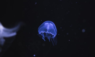 медуза море фон
