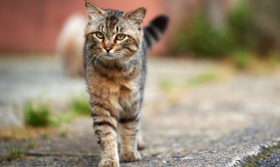 кошка ходьба асфальт