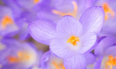 природа цветы фиолетовые