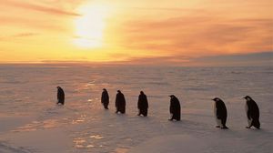 Превью обои пингвины, север, рассвет, зима, лёд, снег
