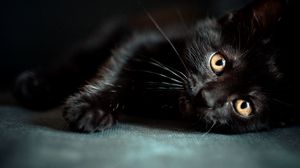Превью обои котенок, черный, лежать