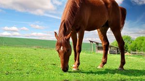 Превью обои лошадь, поле, трава, еда, прогулка, небо, природа, лето