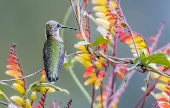 Обои колибри, краски, птица, природа, клюв, растение