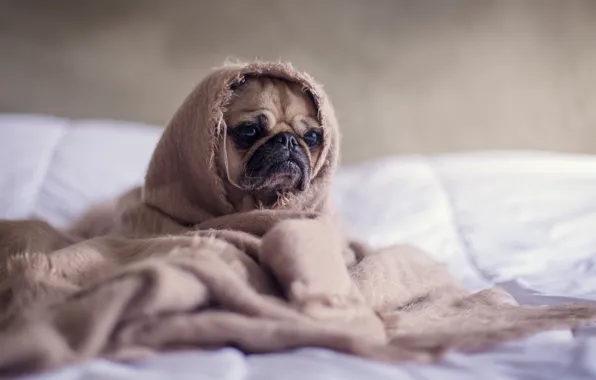 Обои одеялко, пес, мопс