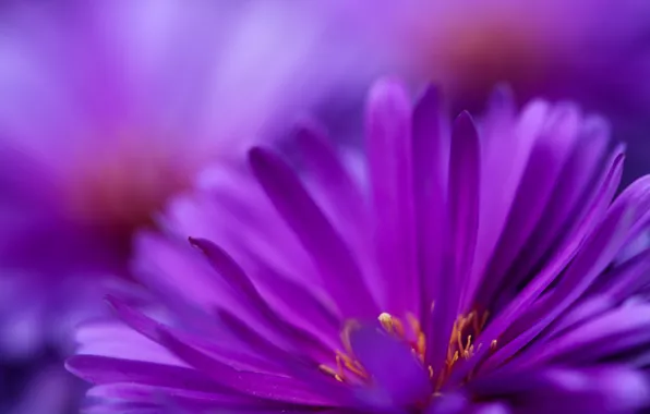 Обои фиолетовый, цветы, цветут