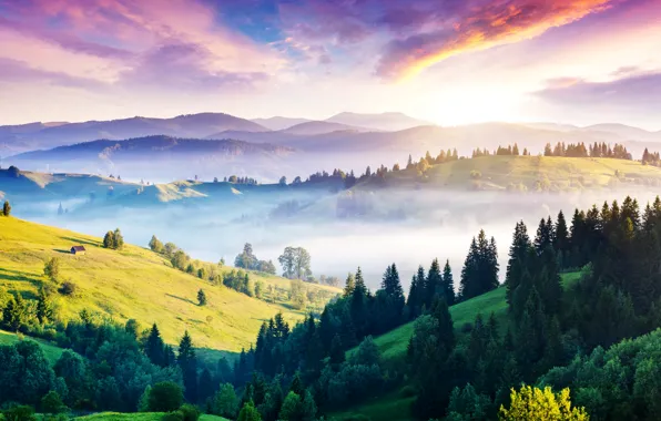 Обои горы, туман, Украина, панорама, домик, холмы, солнце, Карпаты, леса