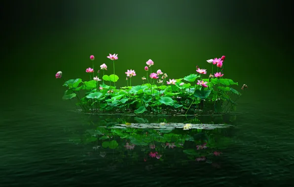 Обои цветы, вода, пруд, листья, островок