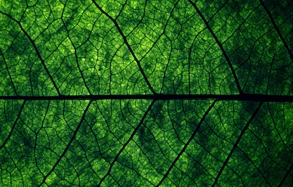 Обои макро, лист, leaf, macro, природа, структура, зелень, жилки, текстуры