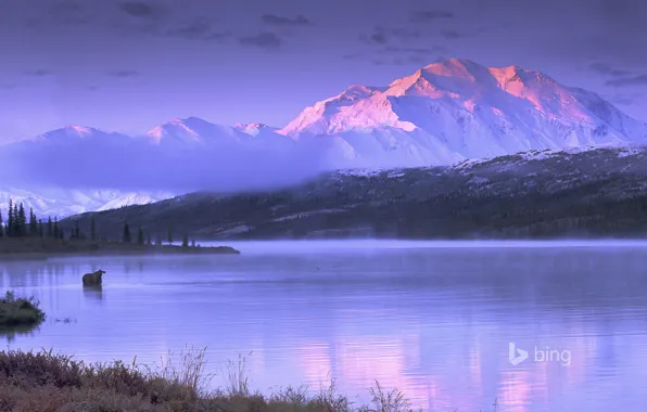 Обои Аляска, озеро, лось, горы, небо, Wonder Lake, США