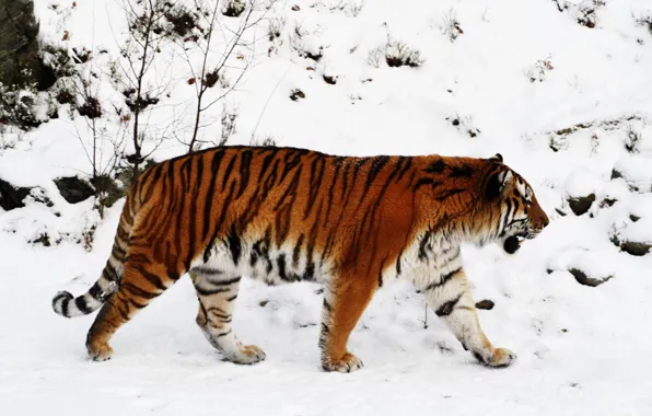Обои тайга, снег, Тигр, зима