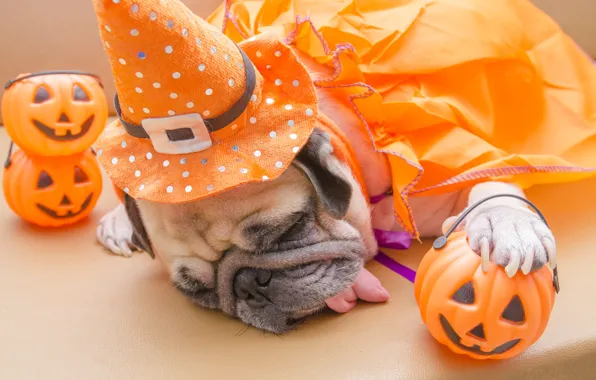 Обои мопс, костюм, Dogs, Pumpkin, Хеллоуин, тыква, Halloween, игрушки, шляпа