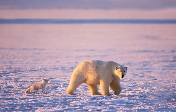 Обои лёд, мишка, белый медведь, арктика, песец, белые медведи