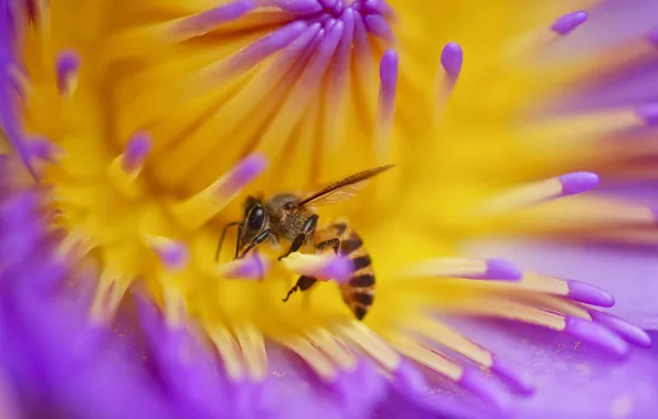 Обои цветок, пчела, растение, лепестки, насекомое