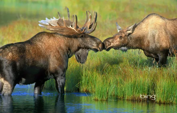 Обои Аляска, лось, Национальный парк Денали, трава, Wonder Lake, пара, рога, река, США