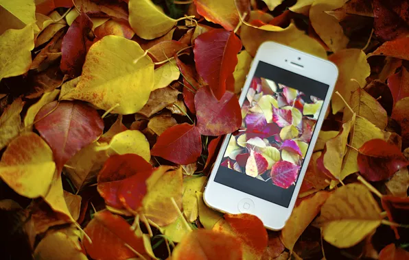 Обои photo, apple, листва, iphone, photographer, Jamie Frith, фото, осень