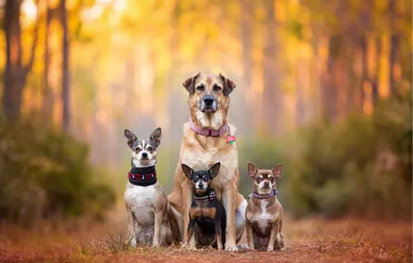 Обои dog breath, Kaylee Greer, cute dogs, пинчер, собаки, семья, chihuahua, bokeh, Чихуахуа, dog family