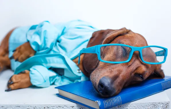 Обои очки, лежит, рубашка, такса, книга, отдыхает, спит, юмор