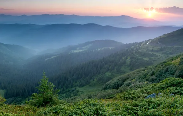 Обои утро, горы, туман, Украина, рассвет, Карпаты, лес