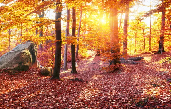 Обои Листья, Карпаты, Камни, Украина, Леса, Деревья, Природа, Осень