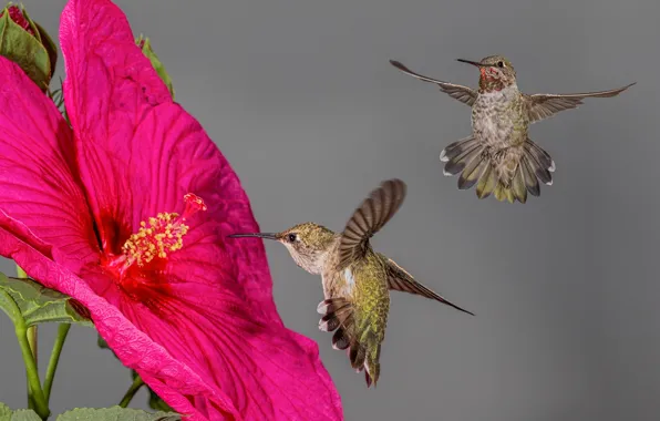 Обои птицы, колибри, гибискус, цветок