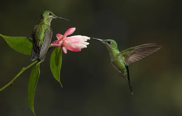 Обои Птица, цветок, колибри, пара
