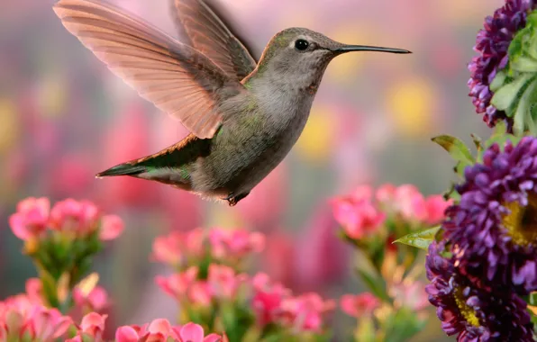 Обои природа, птичка, колибри, боке, цветы